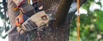 Best Tree and Shrub Care  in Redland, TX