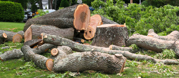 Reliable Redland, TX Tree Care Solutions