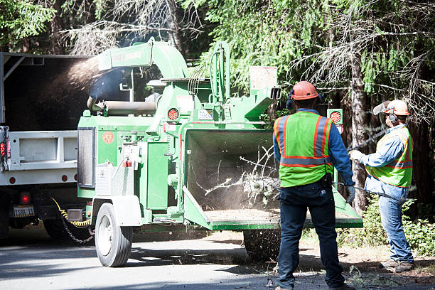 Trusted Redland, TX Tree Care Experts